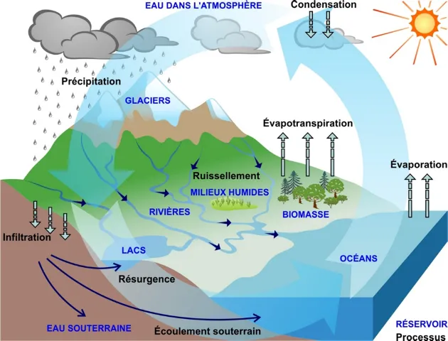 Schéma du cycle de l'eau : précipitations, infiltration, ruissellement, évapotranspiration